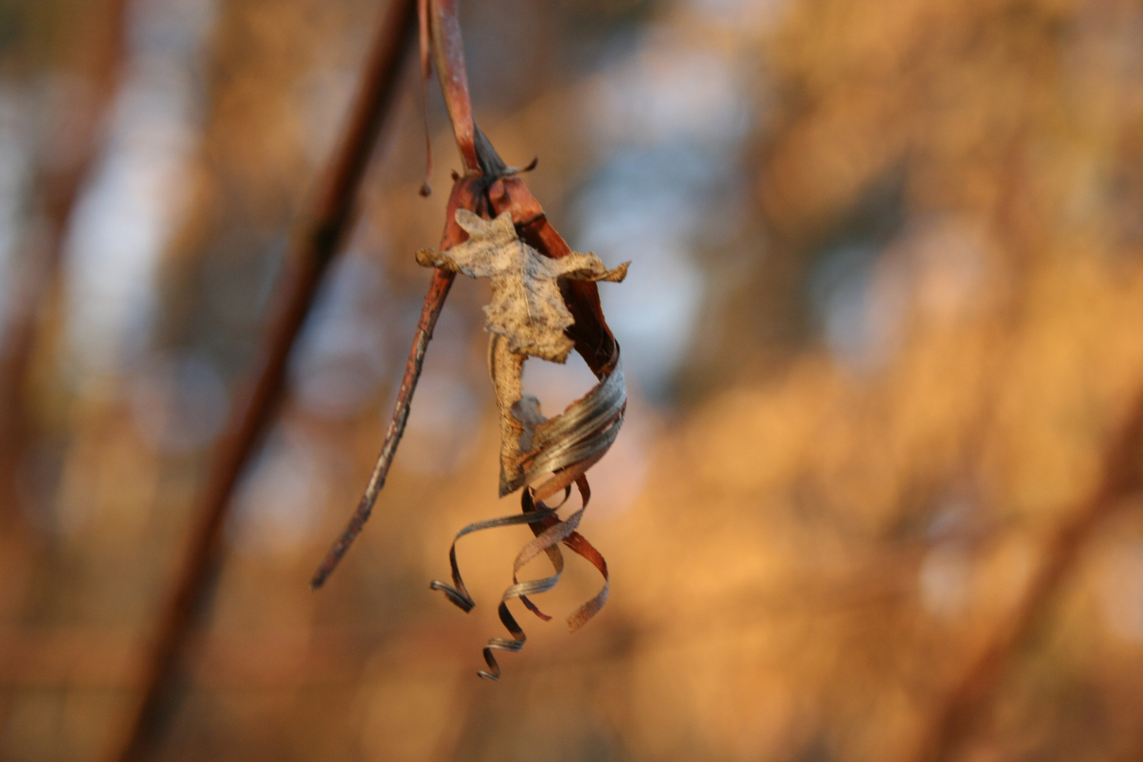 ..bevor es in der Natur grün wird...