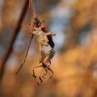 ..bevor es in der Natur grün wird...