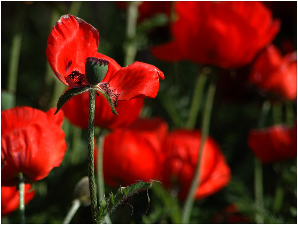 ... bevor es mit dem Mohn aus und vorbei ist ...