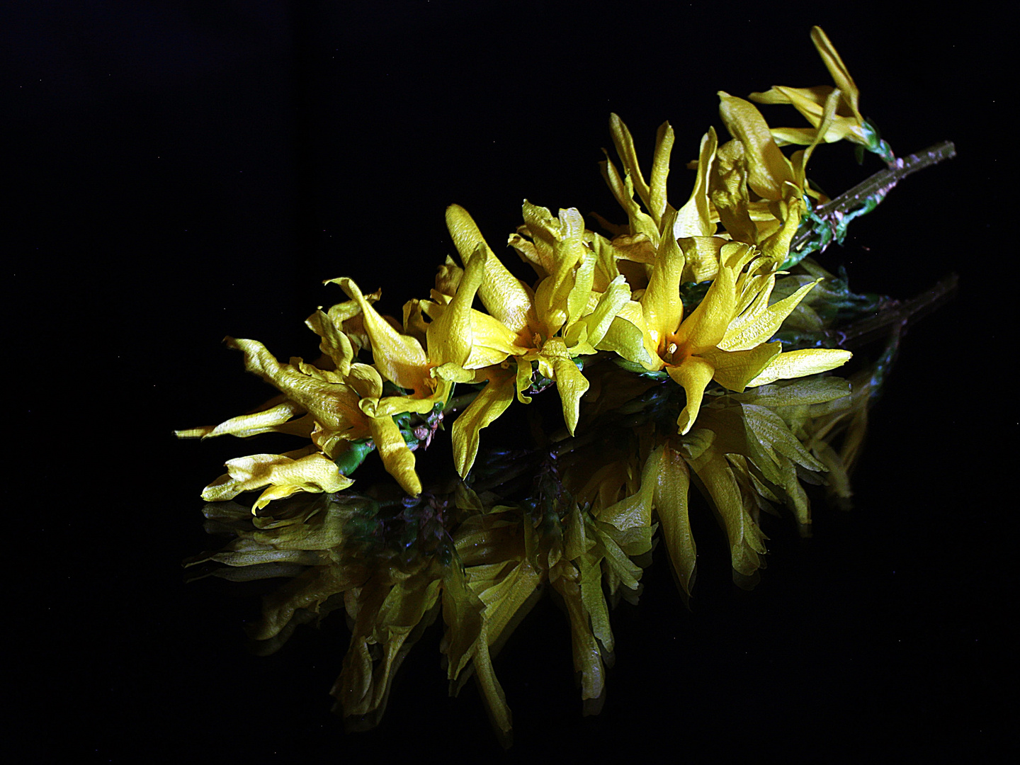 bevor ich sie vergaß, Forsythie auf Glas