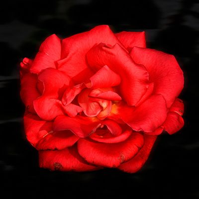 Bevor ihre ganze Pracht zu Ende geht...