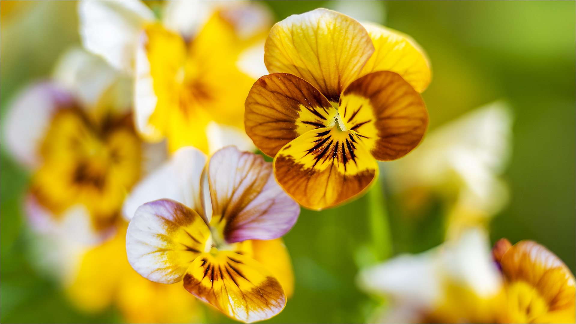 … Bevor sie den Sommerblumen weichen müssen…