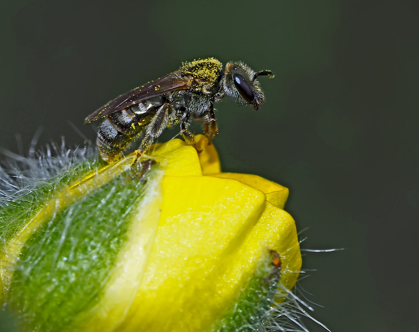 Bevor sie fortfliegt kann ich sie noch richtig anschauen! - Au revoir, la petite abeille sauvage!