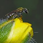 Bevor sie fortfliegt kann ich sie noch richtig anschauen! - Au revoir, la petite abeille sauvage!