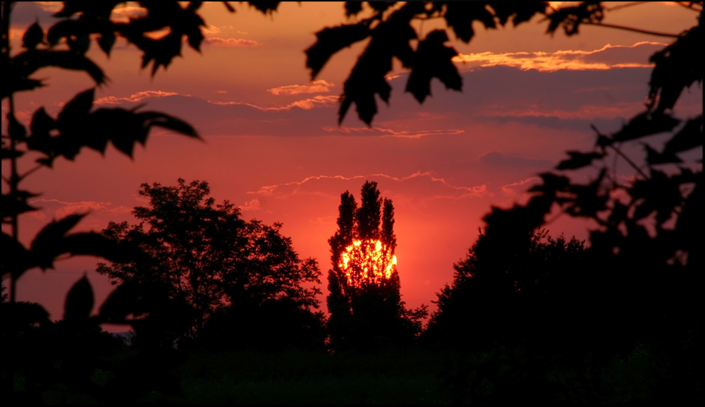 Bevor sie verschwindet .......