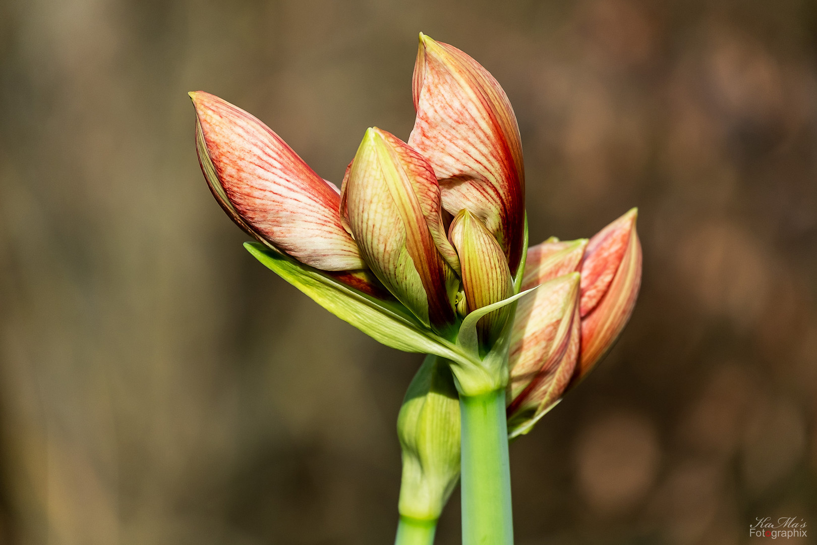 Bevorstehende Blüte