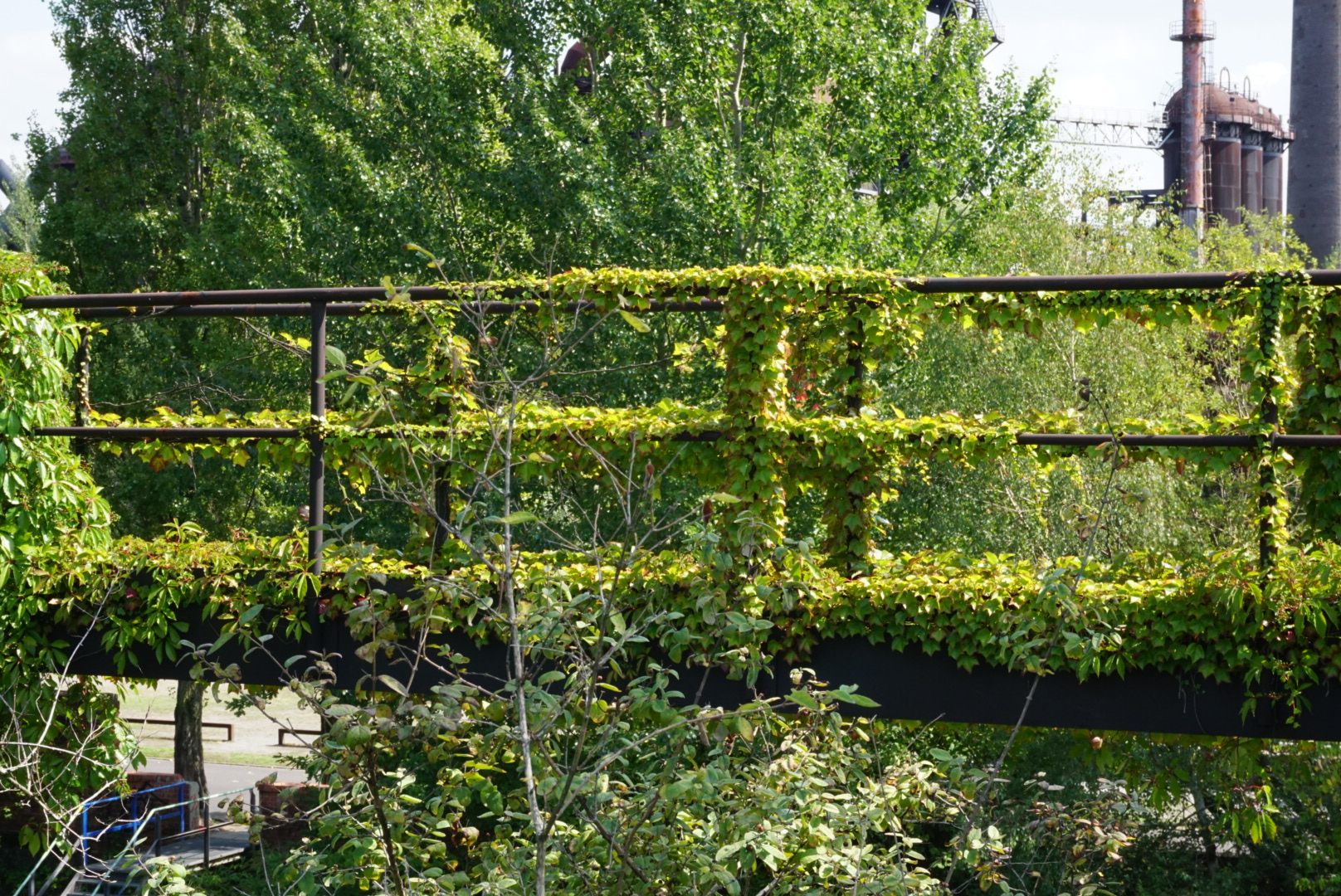 bewachsene Brücke