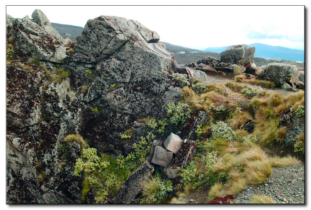 Bewachsene Felsen in 700m Höhe