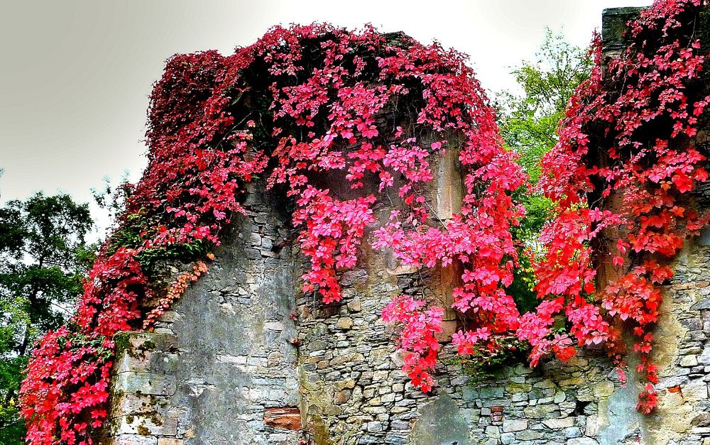 bewachsene Ruine im Schöntal Aschaffenburg