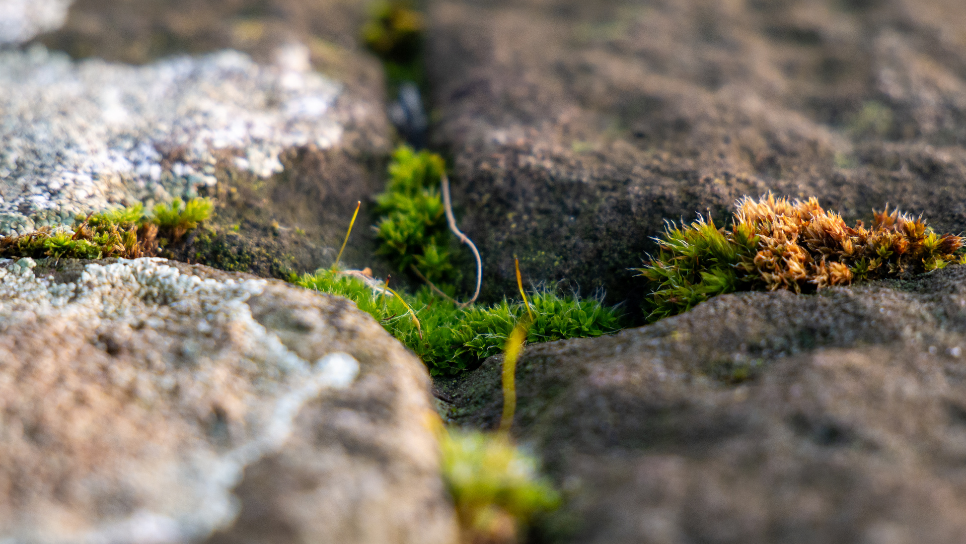 Bewachsene Schlucht