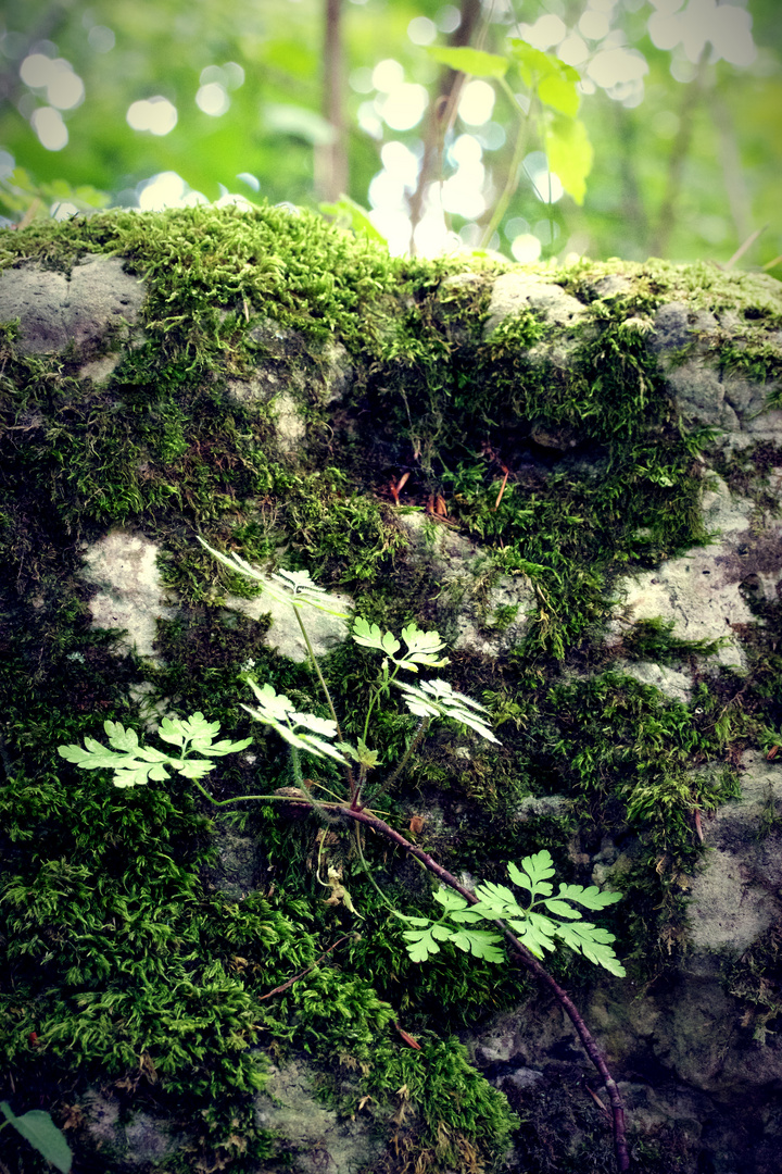 Bewachsener Felsen