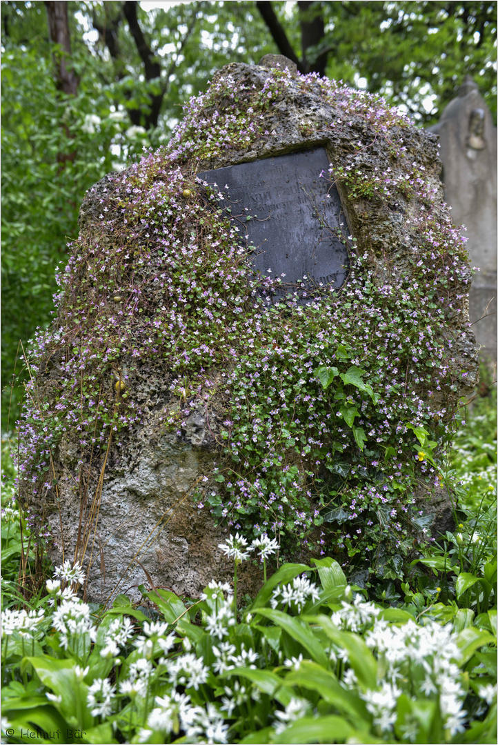 Bewachsener Grabstein