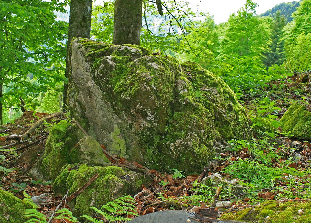 bewachsener Stein der Weisen