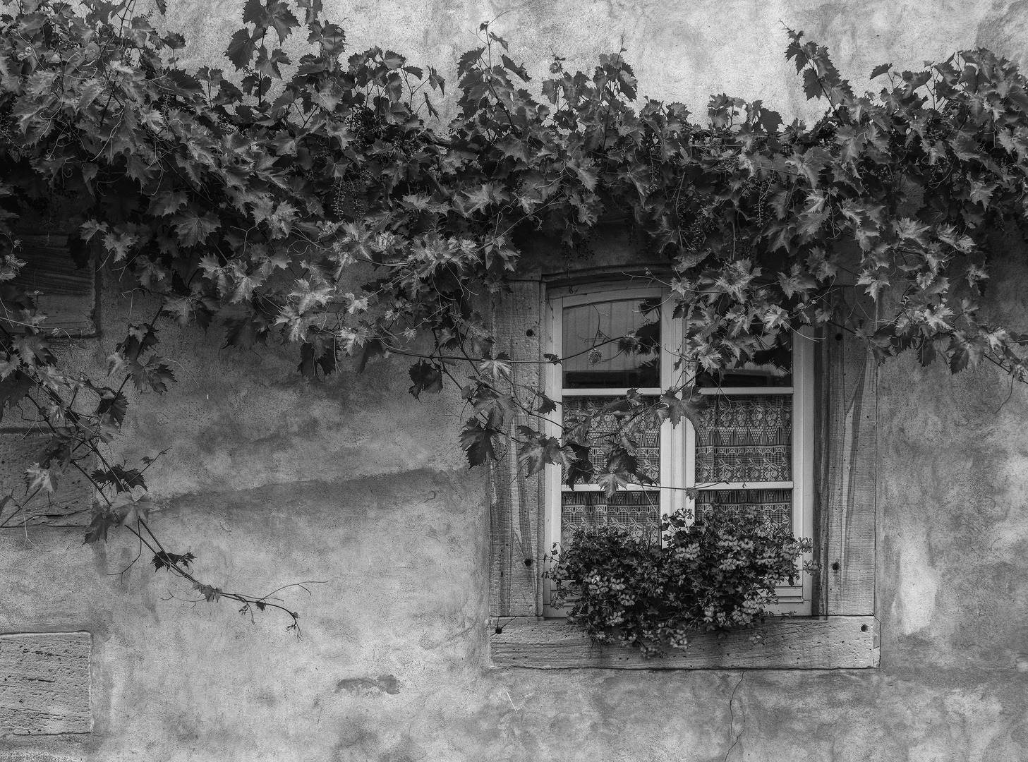 bewachsenes Fenster_