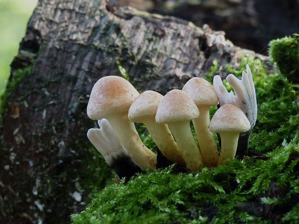 Bewacht von den geweihförmigen Holzkeulen