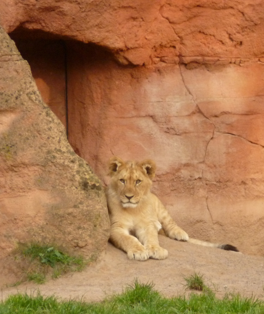 Bewachung des Eingangs zur Futterkrippe !!!