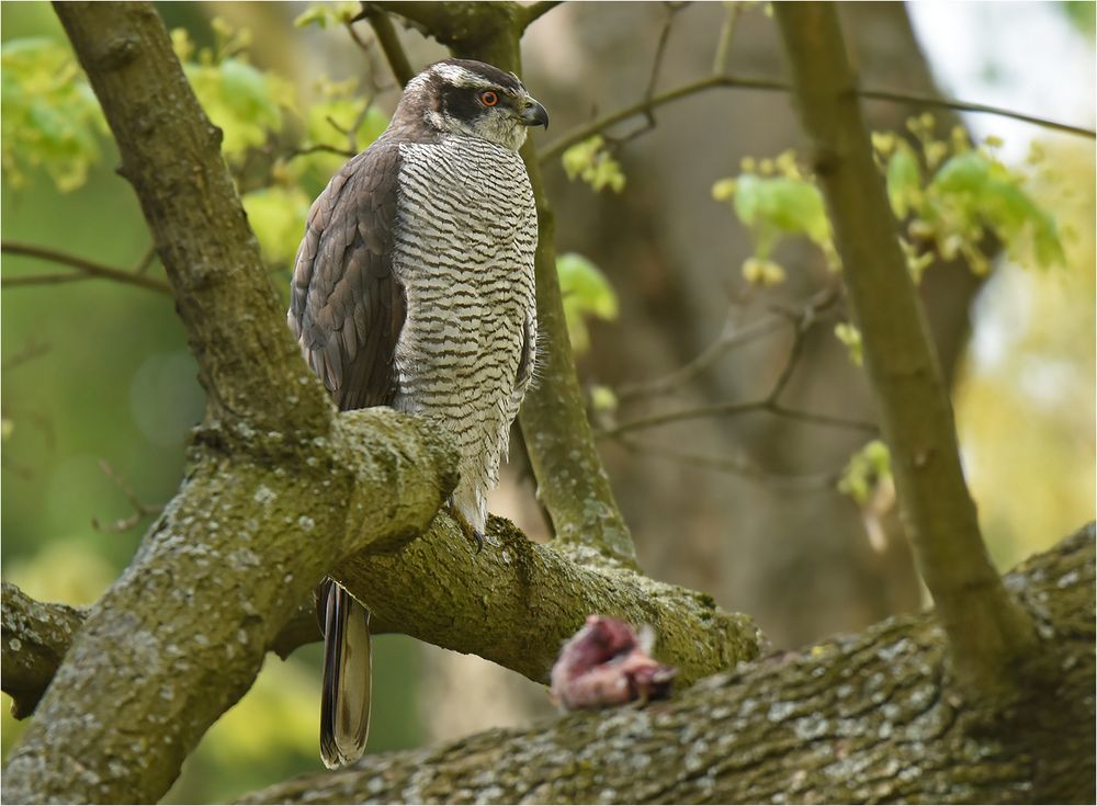 Bewachung des Vorrats