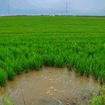 Bewässertes Reisfeld