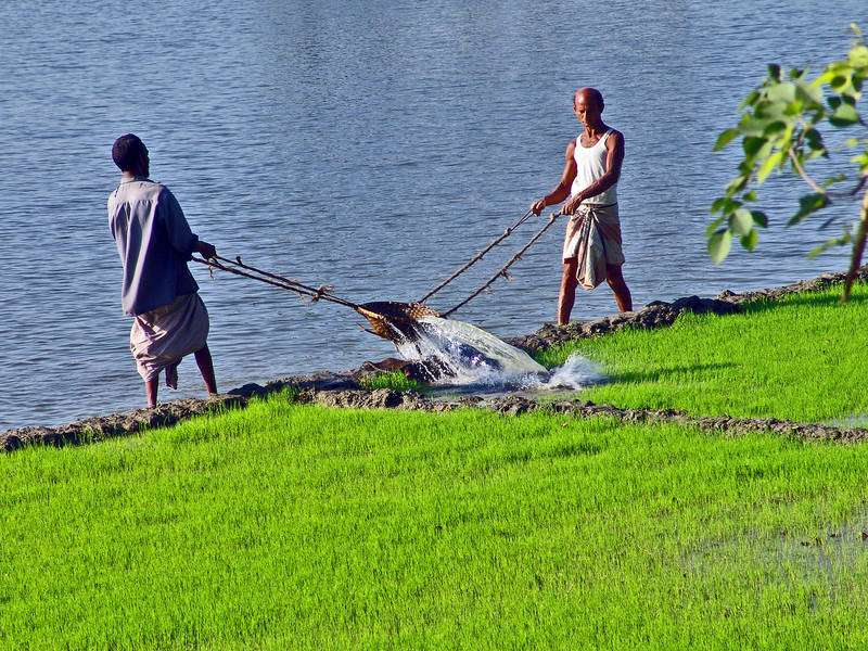 Bewässerung eines Reisfeldes in Bangladesch