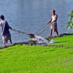 Bewässerung eines Reisfeldes in Bangladesch