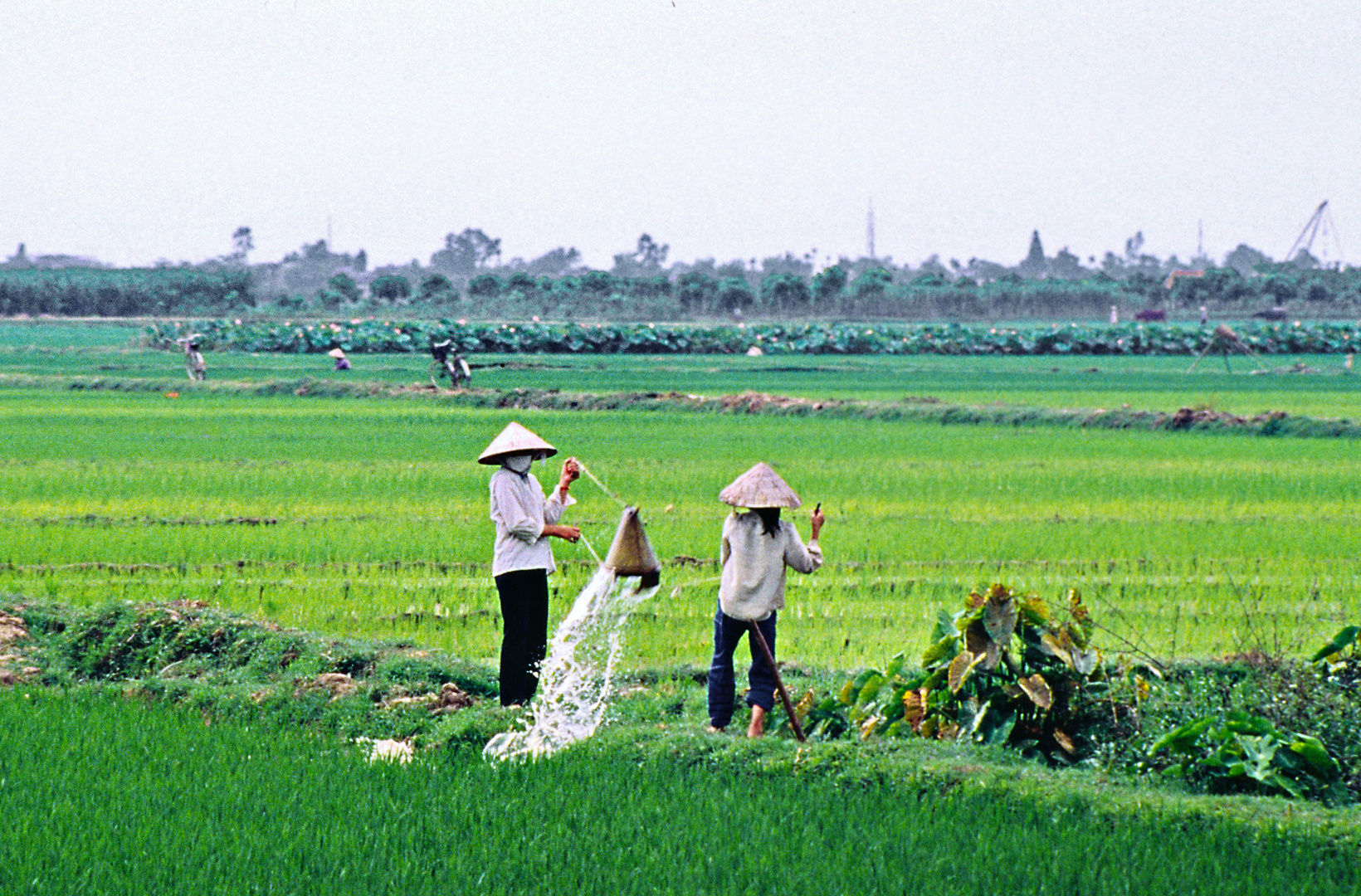 Bewässerung von Reisfeldern 01