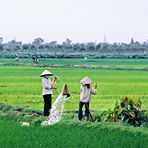 Bewässerung von Reisfeldern 01