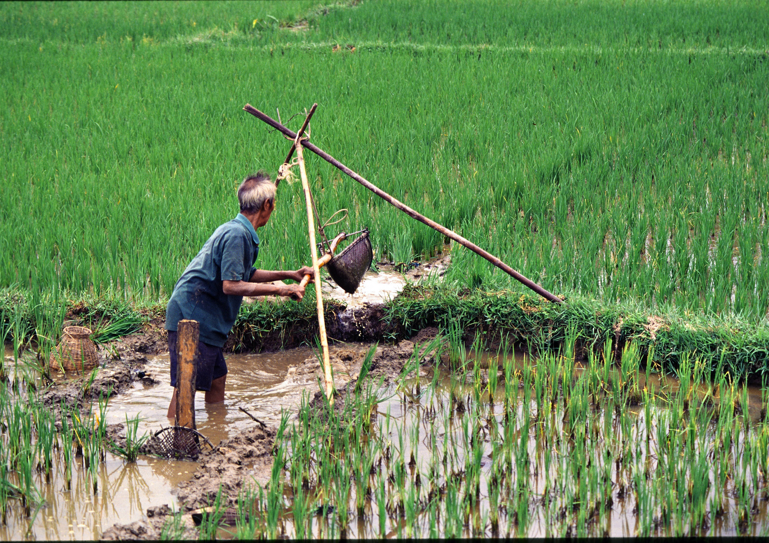 Bewässerung von Reisfeldern 02
