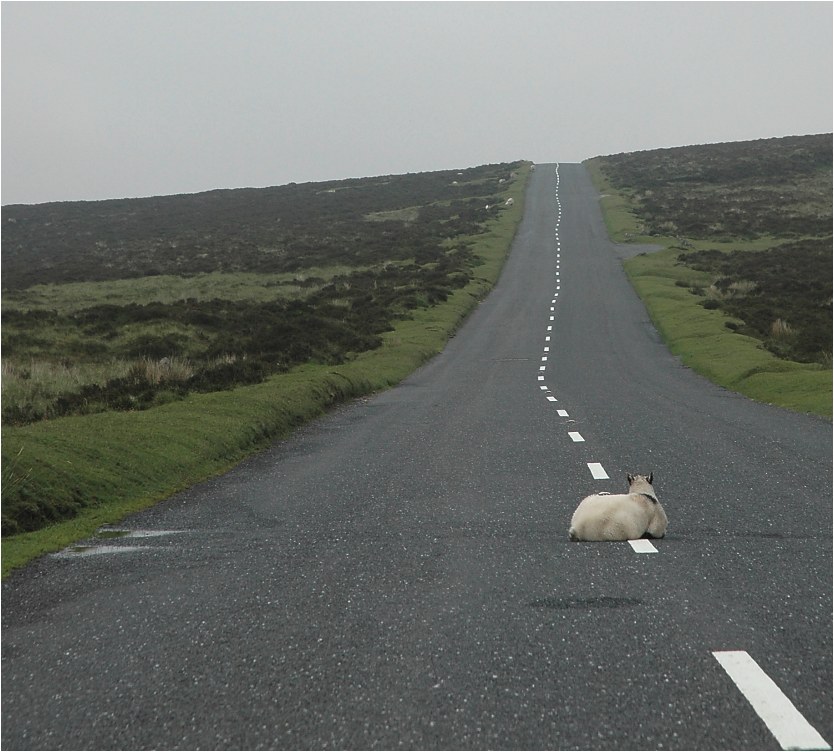 Beware of sheep laying on the road !