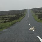 Beware of sheep laying on the road !