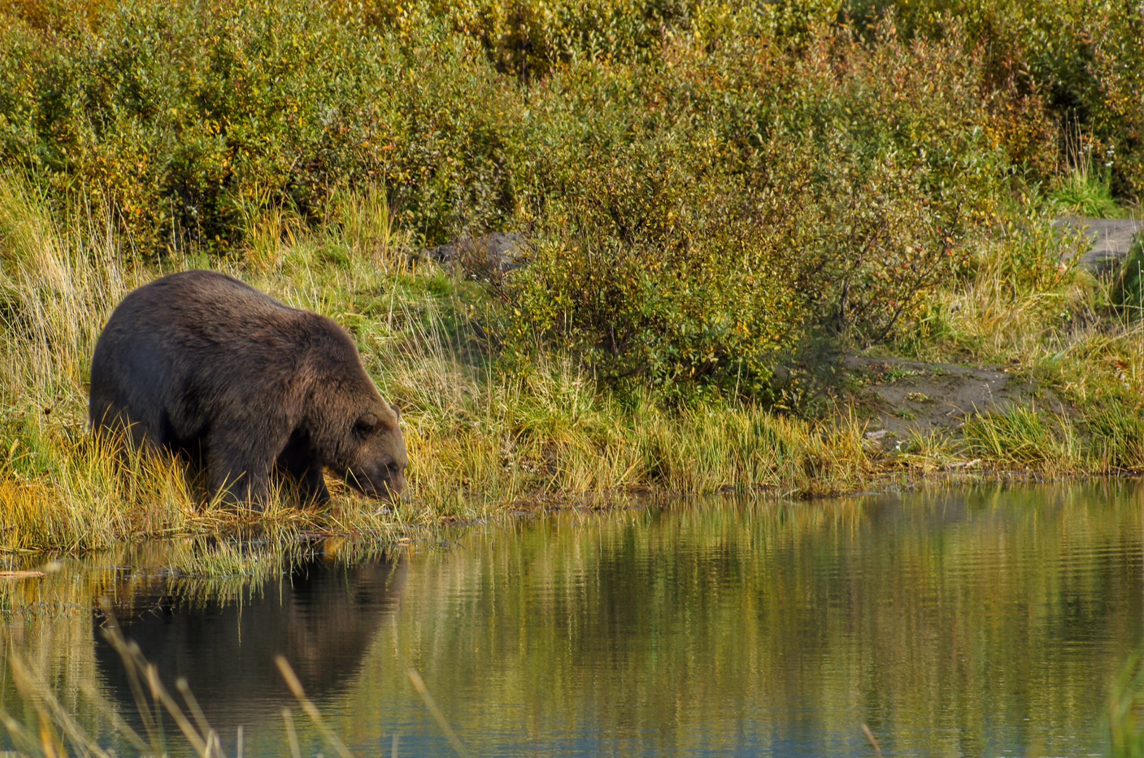 Beware of the bear