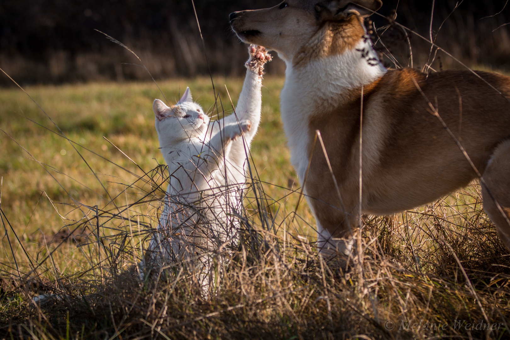 Beware of the Cat - Enter at your own risk!