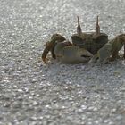 Beware of the crab!