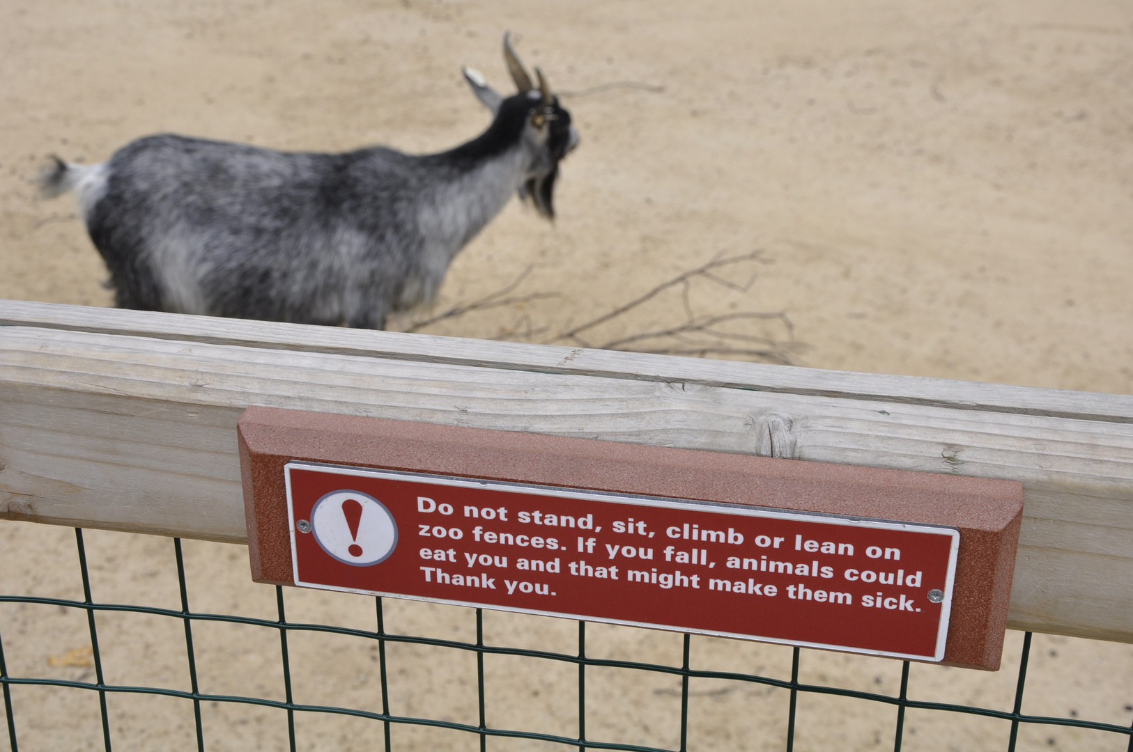 Beware of the goat!!!