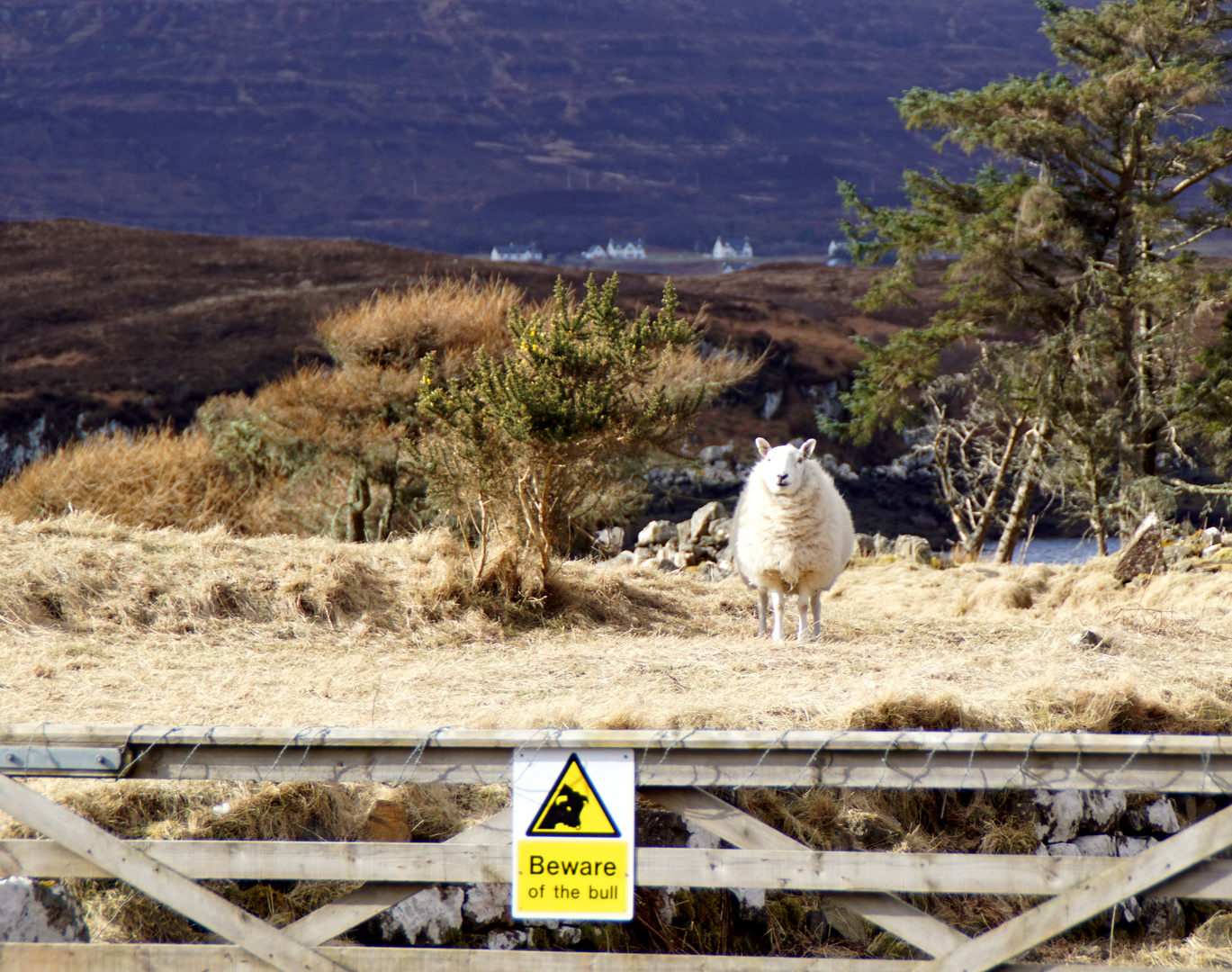 beware of the.....sheep