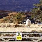 beware of the.....sheep