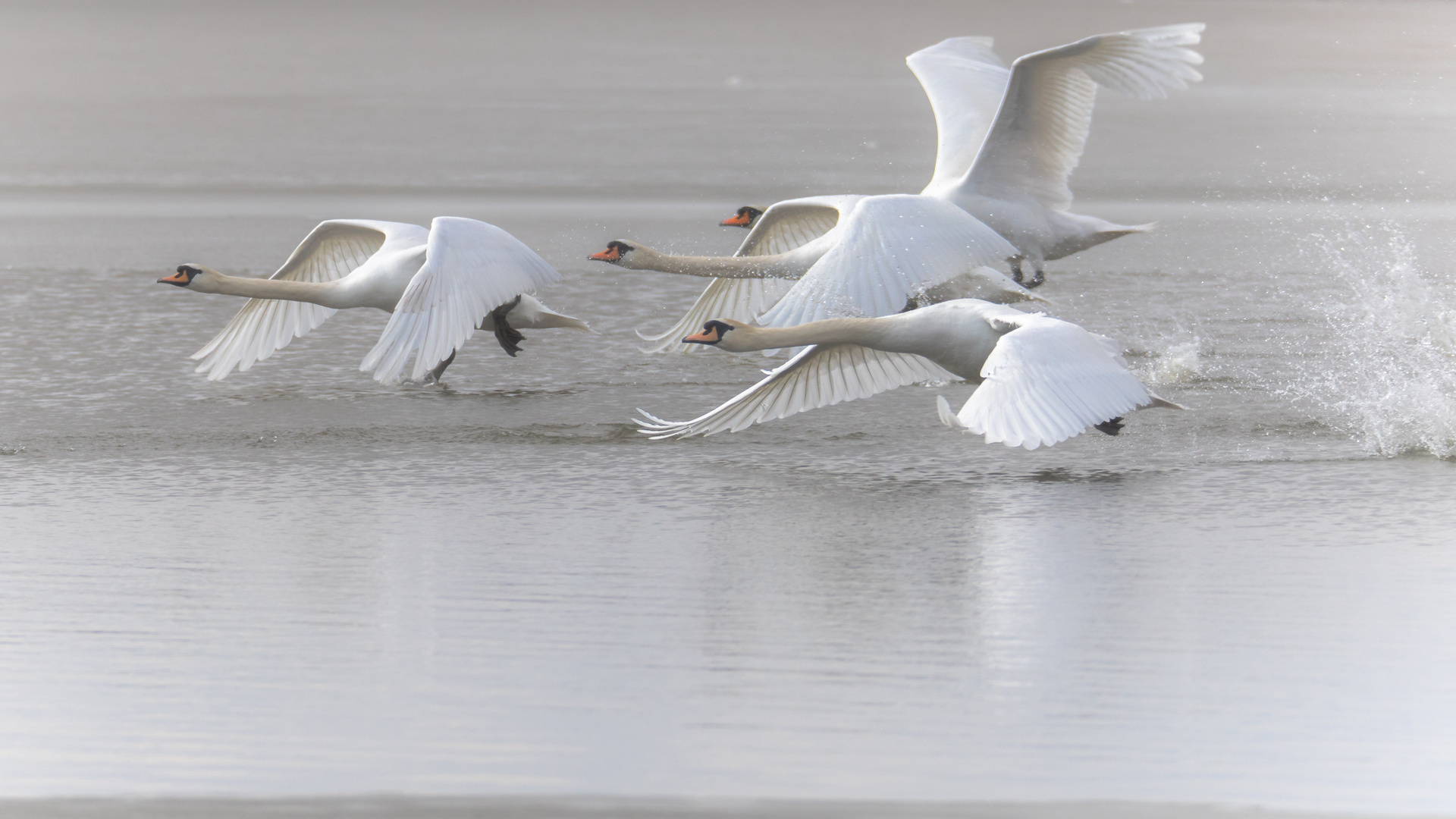 Bewegende Bilder Foto Bild Fotos Nature Natur Bilder Auf Fotocommunity