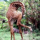 Beweglichkeit einer Giraffe