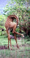 Beweglichkeit einer Giraffe