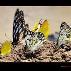 Bewegte Farben der Natur