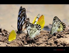 Bewegte Farben der Natur