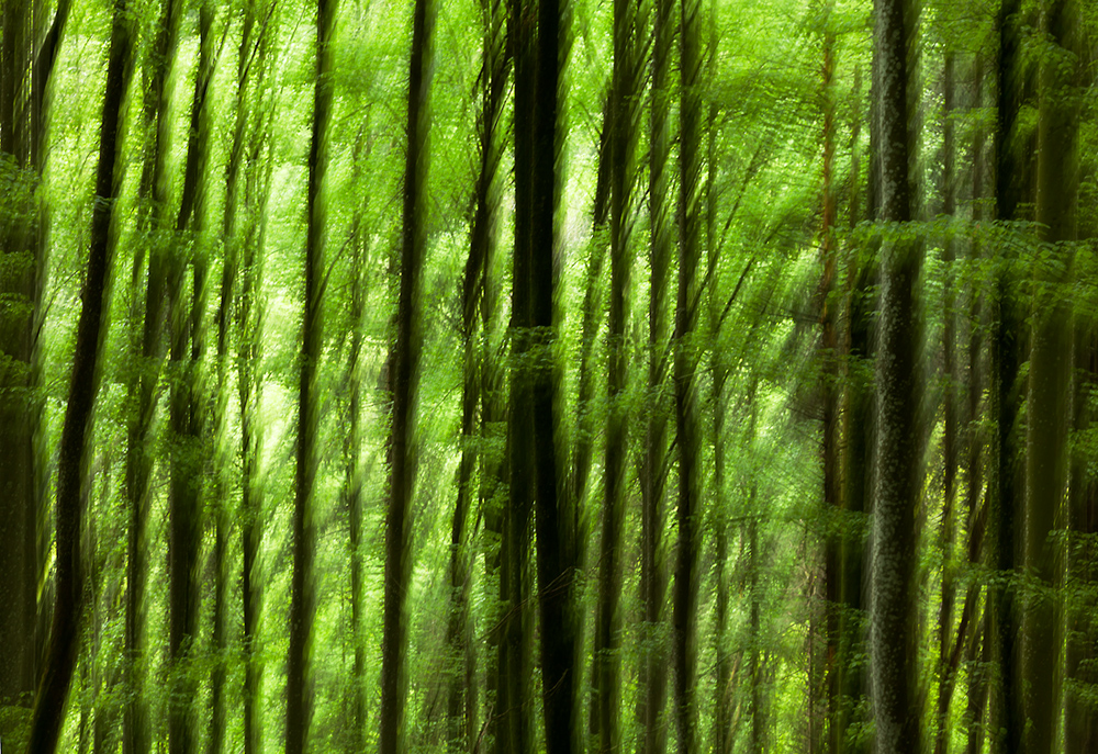 bewegte Frühlingsfarben im Wald