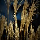 bewegte Gräser  im kalten Wind