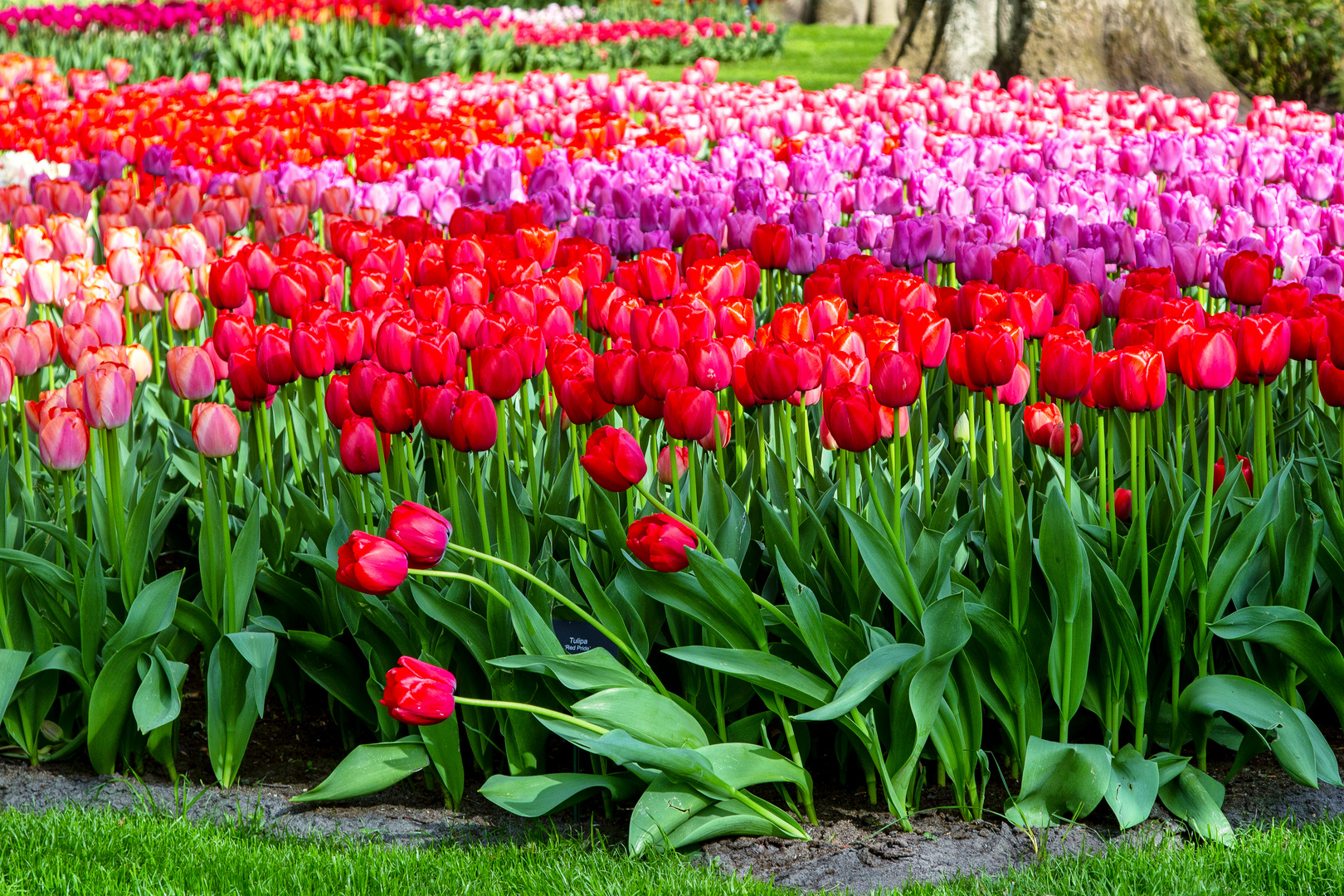 Bewegtes Tulpenmeer