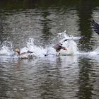 Bewegung auf dem See