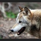 -Bewegung eines Wolfes-