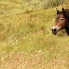 "Bewegung heißt Leben. In der Weite,......