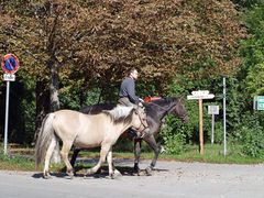 Bewegung im herbst für mensch und tier (Prater 2015)