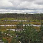 Bewegung im Hochmoor