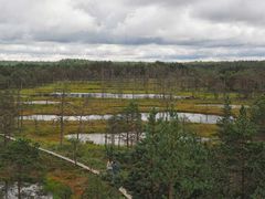 Bewegung im Hochmoor