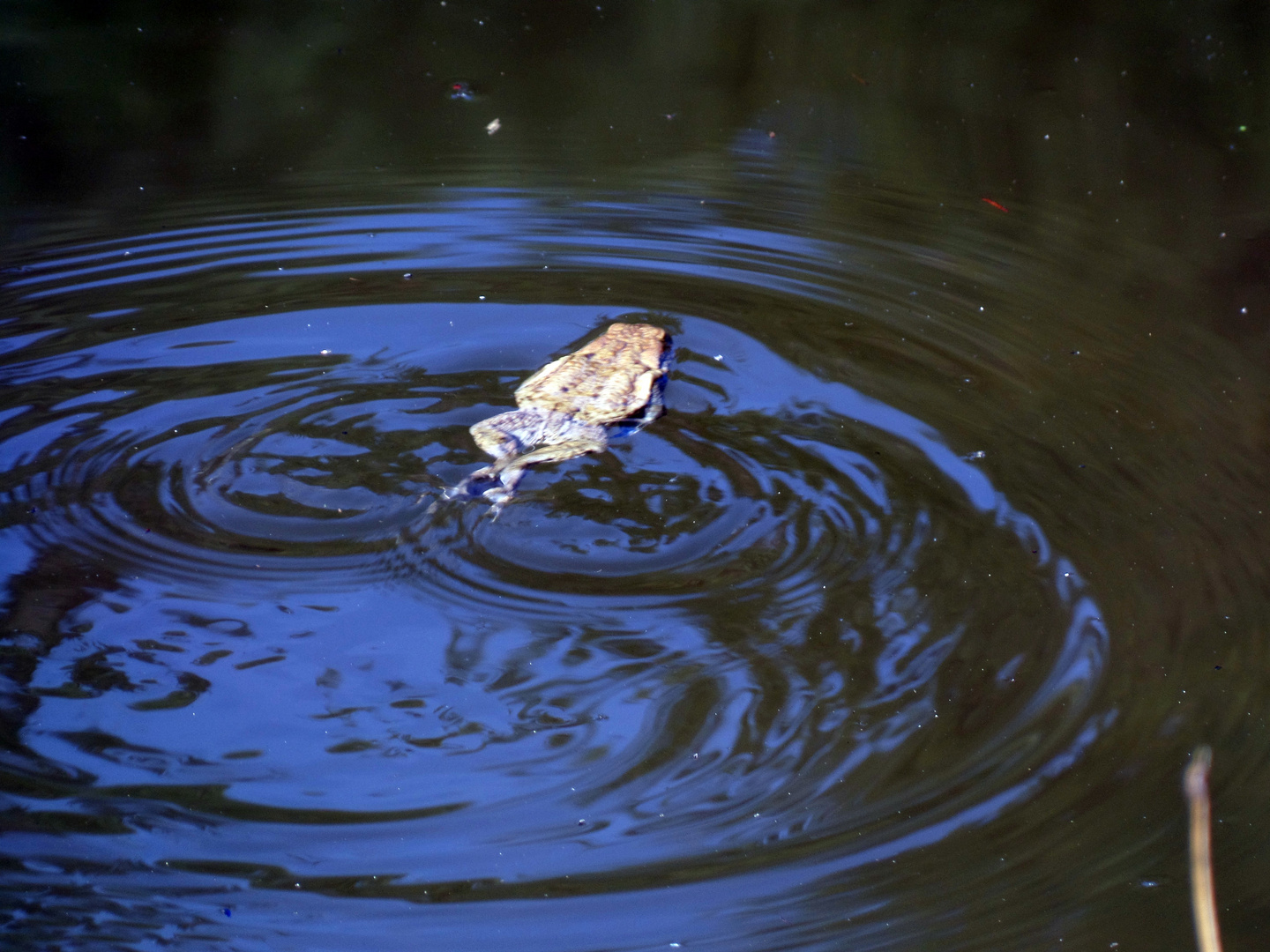 Bewegung im Teich